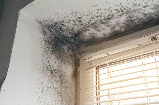Affordable Attic Mold Remediation solutions in Chantilly, VA