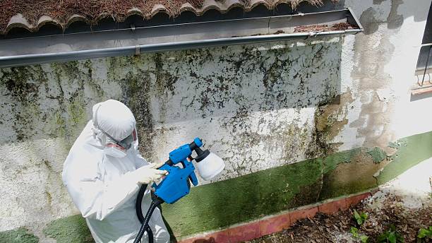 Top rated local Attic Mold Remediation specialists in Chantilly, VA
